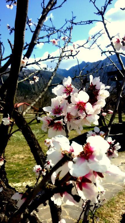 Villa Rustica Konitsa Zewnętrze zdjęcie